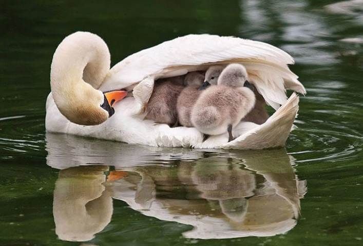  photo cute-bird-parents-23700_zps1y1b2juk.jpg